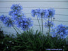 Lily of the Nile Flowers SEEDS ,Blue African Lily Agapanthus africanus~African excellent for cutting, they are long-lasting in the vase. - Caribbeangardenseed