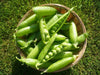 Lincoln Garden Pea Seeds - (SHELLING Peas) will tolerate warmer climates. - Caribbeangardenseed