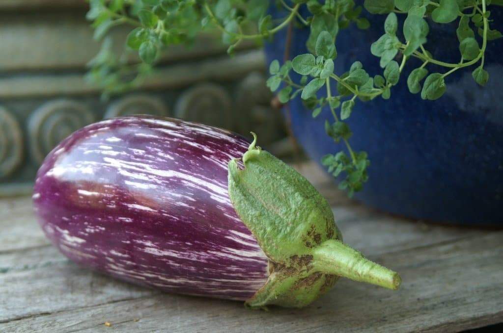Listada di Gandia Eggplant seeds - Italian Vegetable - Caribbeangardenseed