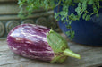 Listada di Gandia Eggplant seeds - Italian Vegetable - Caribbeangardenseed