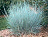 Little Bluestem Ornamental Grass Seeds, Schizachyrium scoparium - The most popular ornamental grasses on the market today - Perennial - Caribbeangardenseed