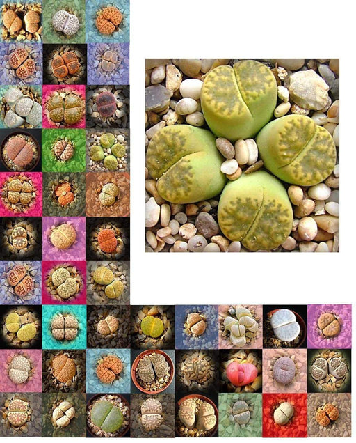Living Stones Seed (Lithops species mix) - Growing Cactus / SUCCULENT is fun and rewarding!--Perennial - Caribbeangardenseed