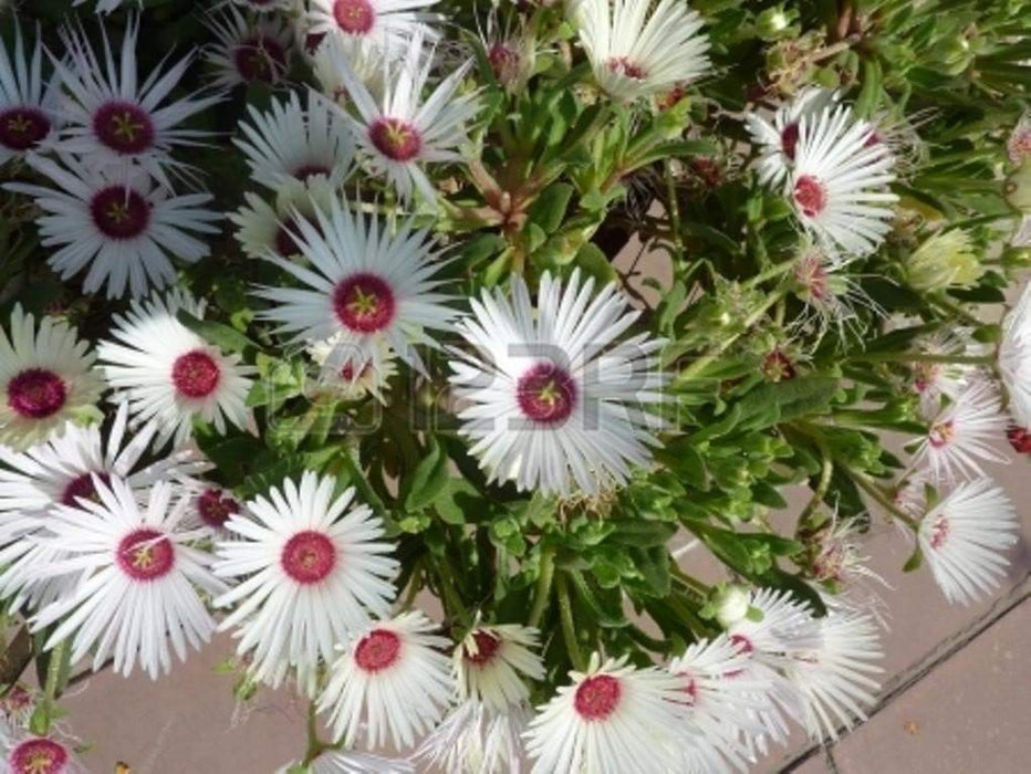 Livingstone Daisy a.K.a Ice Plant Seeds-Great for perennial flower garden. - Caribbeangardenseed