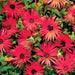 Livingstone Daisy Seeds a.K.a Ice Plant - Bright Red - Great for perennial flower garden. - Caribbeangardenseed