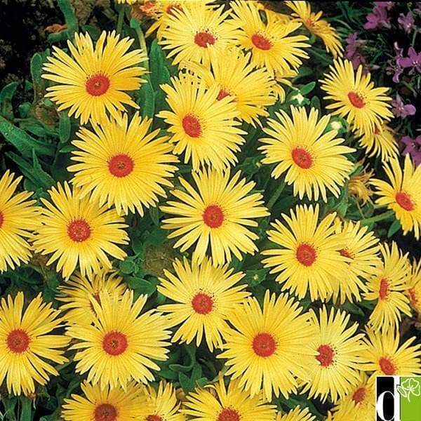 Livingstone Daisy Seeds a.K.a Ice Plant - YELLOW - Great for perennial flower garden. - Caribbeangardenseed