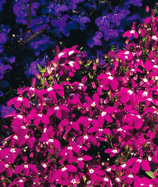 Lobelia Seeds - Rosamond - Lobelia Erinus -Compact trailing growth habit. Excellent In Containers, Window Boxes or as Ground Covers. - Caribbeangardenseed