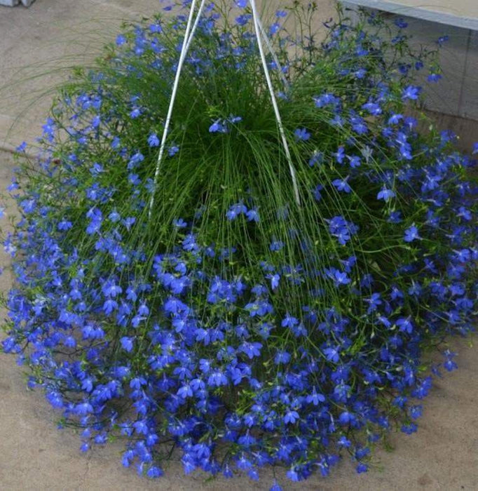 Lobelia Seeds ,Trailing Sapphire, Use in hanging baskets or trailing over window boxes and wall. - Caribbeangardenseed