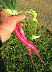 candela di fuoco RADISH Seeds, ITALLIAN Vegetable - Caribbeangardenseed