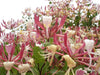 Etruscan Honeysuckle, Perennial vine,fragrant flowers - Caribbeangardenseed