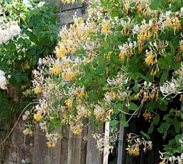 Etruscan Honeysuckle, Perennial vine,fragrant flowers - Caribbeangardenseed