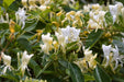 Japanese Honeysuckle, flowers vine seeds - Caribbeangardenseed