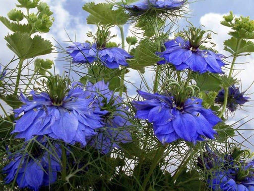 Love-in-a-Mist (Nigella Damascena Jewels Mix) AKA Devil-in-a-bush , Jack-in-the-green Produces blooms in shades of red, white and blue ! - Caribbeangardenseed