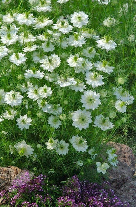 Love-in-a-Mist (Nigella Damascena Jewels Mix) AKA Devil-in-a-bush , Jack-in-the-green Produces blooms in shades of red, white and blue ! - Caribbeangardenseed