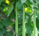 Luffa Angled Seeds "Extra Long" (Asian vegetable) Edible Luffa - Caribbeangardenseed