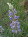 Lupine Seeds - Lupinus argenteus ,SILVERLEAF LUPINE- perennial Wildflower Seeds - Caribbeangardenseed