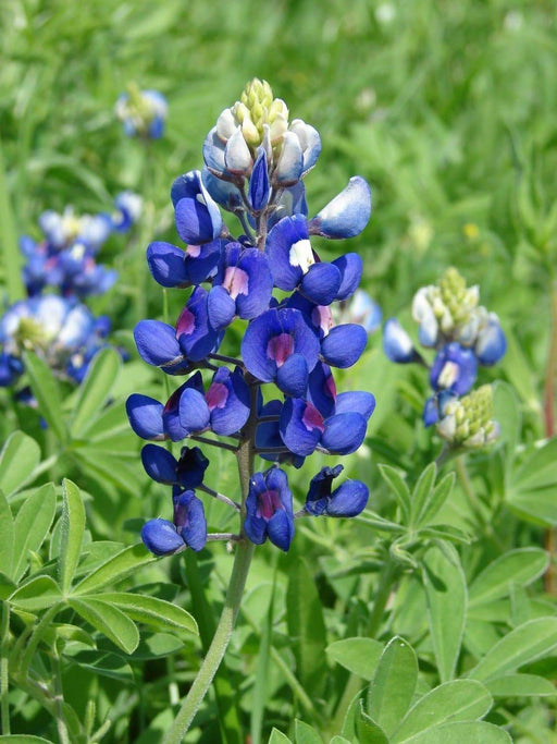 Lupine FLOWERS Seed - Lupinus texensis, bluebonnet - Caribbeangardenseed