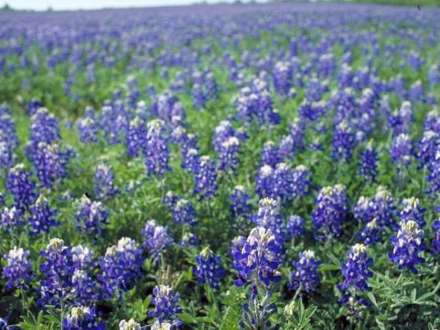 Lupine FLOWERS Seed - Lupinus texensis, bluebonnet - Caribbeangardenseed
