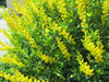 Lupine Seeds - YELLOW (Lupinus Polyphyllus Chandelier) - Attract bees, butterflies and birds to your garden ! - Caribbeangardenseed