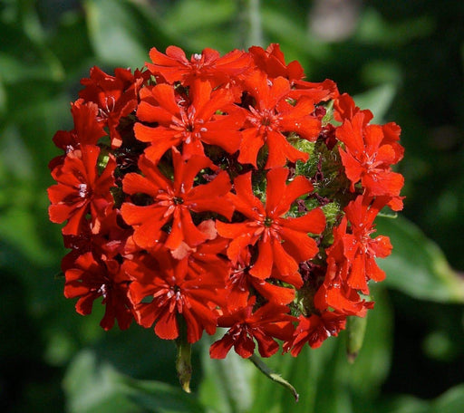 Lychnis SEEDS (Lychnis Chalcedonica) PERENNIAL FOWERS - Caribbeangardenseed