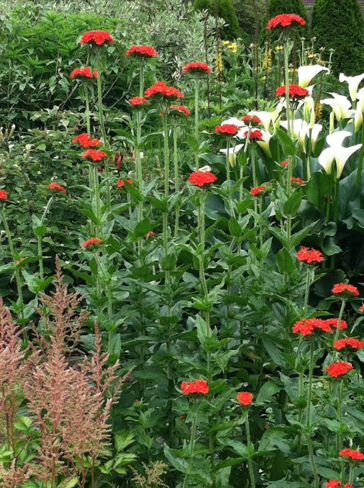Lychnis SEEDS (Lychnis Chalcedonica) PERENNIAL FOWERS - Caribbeangardenseed