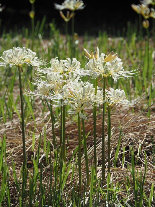 Lycoris albiflora Bulbs ( White Spider Lily,)Size Size 11/12 Rare - Caribbeangardenseed
