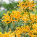 Lycoris aurea Bulbs ( Yellow Spider Lily,)Size Size 11/12 Rare - Caribbeangardenseed