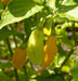 Mako akokɔsrade Pepper seeds ( Capsicum Chinese) From Ghana, Verry hot - Caribbeangardenseed