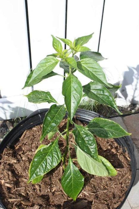 Mako akokɔsrade Pepper seeds ( Capsicum Chinese) From Ghana, Verry hot - Caribbeangardenseed