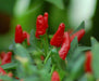 Malawi birds eye chillies ,Hot Pepper Seeds, Capsicum Frutescens - Caribbeangardenseed