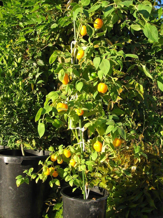 Manzano Pepper,Orange (Capsicum pubescens) ,Heirloom Seeds ! - Caribbeangardenseed