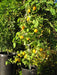 Manzano Pepper,Orange (Capsicum pubescens) ,Heirloom Seeds ! - Caribbeangardenseed