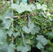 Market Cucumber Seeds , Heirloom ,Gmo free Vegetables, - Caribbeangardenseed
