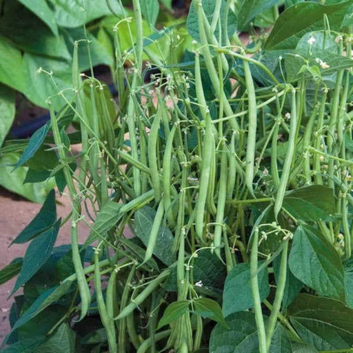 Mascotte French Filet Bean(Dwarf) Great for patio pots and windowboxes! - Caribbeangardenseed