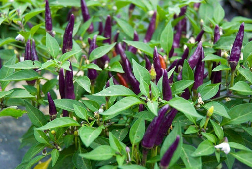 Masquerade Hot pepper Seeds - Capsicum annuum - Caribbeangardenseed