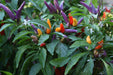 Masquerade Hot pepper Seeds - Capsicum annuum - Caribbeangardenseed
