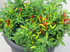 Matchbox Hot Pepper Seeds, Capsicum annuum - Caribbeangardenseed