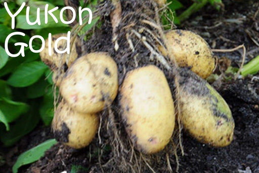 Yukon Gold Potato Seed,/tuber, Smooth, thin yellow skin - Caribbeangardenseed