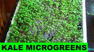 DWARF Siberian Kale, Babyleaf/Microgreen/full leaf harvests, Vegetable Seeds, - Caribbeangardenseed