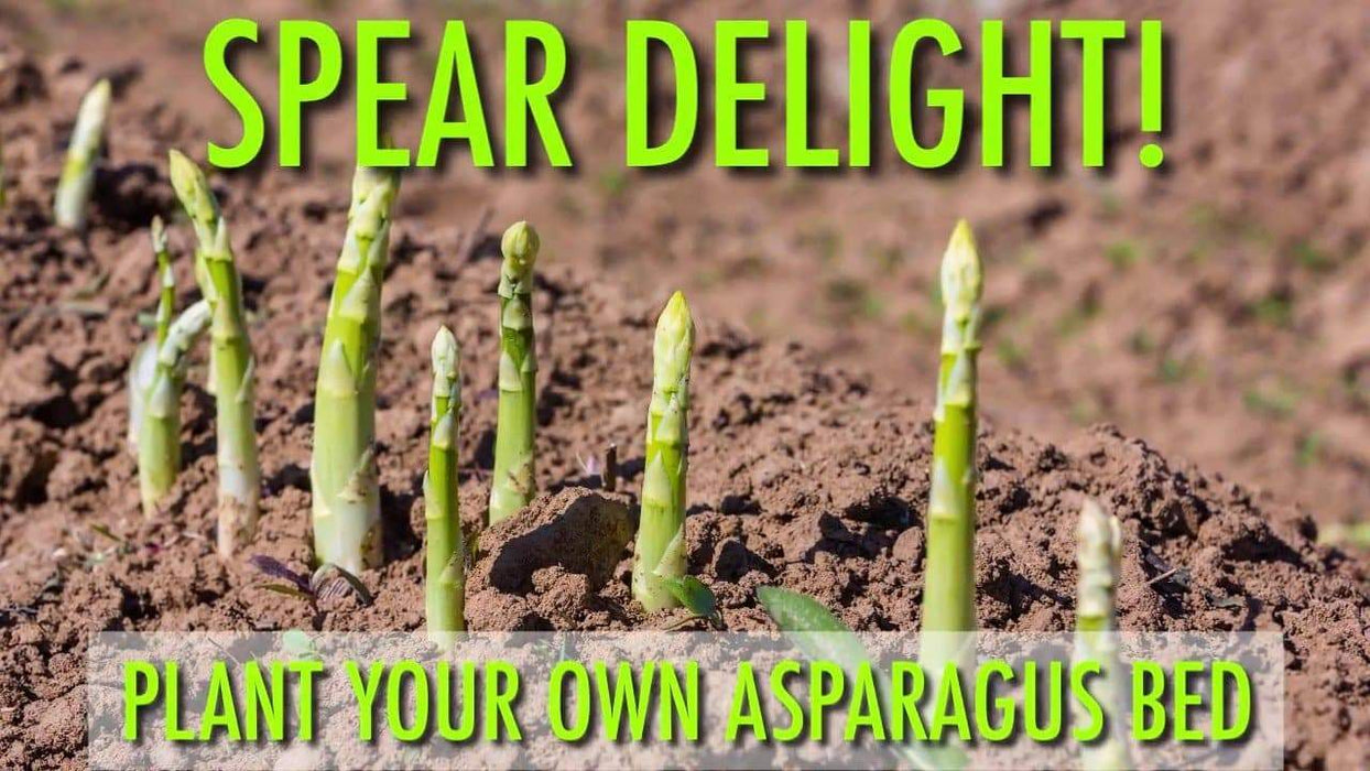Jersey Supreme Asparagus Bare Root Plants, PERENNIAL Vegetable - Caribbeangardenseed
