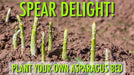 Jersey Giant Asparagus Crown, Garden Vegetable - Caribbeangardenseed