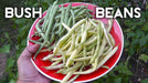 Cherokee Wax bean Seeds, (Bush Bean) heavy producer,55 days - Caribbeangardenseed