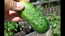 Pick A Bushel ((Hybrid Cucumber Seeds) Annual Vegetable - Caribbeangardenseed