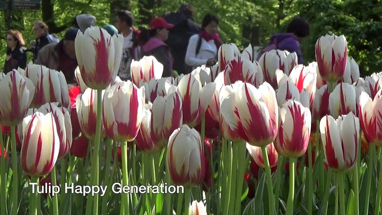 Tulip Bulbs, Happy Generation, Single Late - fall planting - Caribbeangardenseed