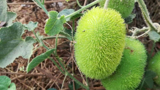 Hedgehog Cucumber SEEDS (Echinocystis lobata) Annual VINE - Caribbeangardenseed