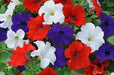 PETUNIA Flowers seed mix (Red white & blue) hanging baskets and containers - Caribbeangardenseed