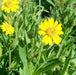 Meadow Arnica Seeds a.K.a Chamisso arnica,- Arnica chamissonis,- Perennial herb plant - Caribbeangardenseed