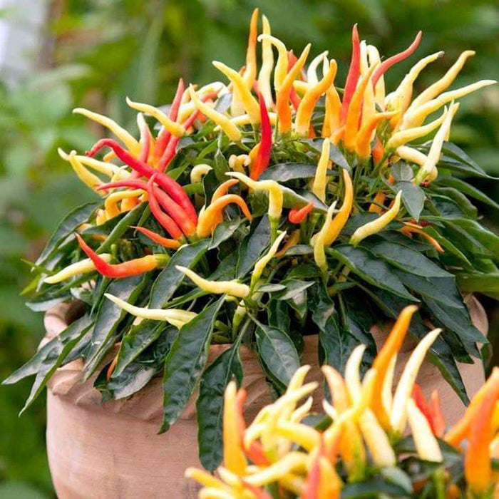 MEDUSA Pepper Seeds ,Capsicum Annuum, Ornamental - Caribbeangardenseed