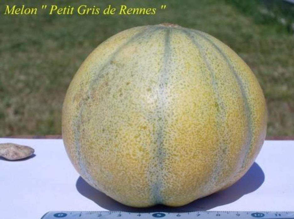 Melon Seeds, "Petit Gris de Rennes" (Cucumis melo) Certified Organic,Heirloom - Caribbeangardenseed