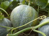 Melon Seeds, "Petit Gris de Rennes" (Cucumis melo) Certified Organic,Heirloom - Caribbeangardenseed