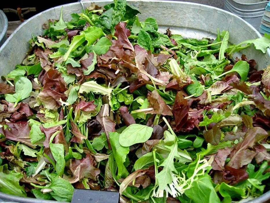 Mesclun Mix Seeds, All Lettuce Salad BLEND - Caribbeangardenseed